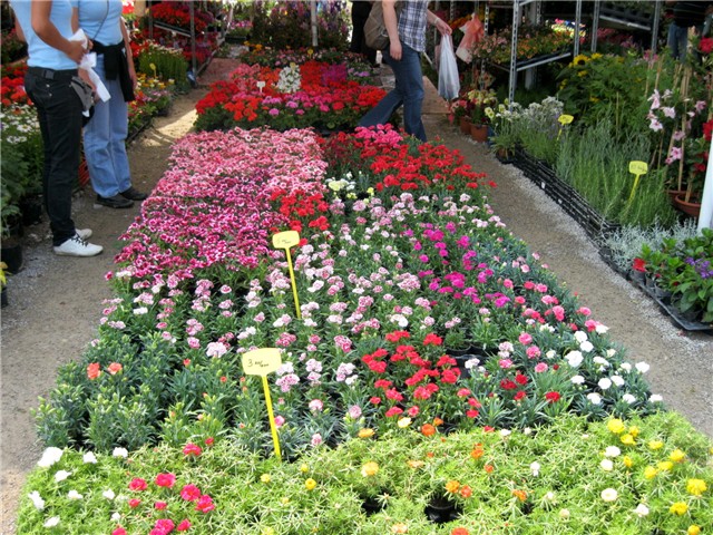 Flora art 2011